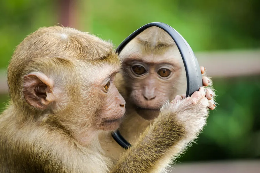 Forschung zu individuellen Verhaltensmerkmalen und Persönlichkeitsunterschieden bei Kapuzineräffchen, durchgeführt von Dr. Jana Uher vom Forschungsnetzwerk "Primate Personality Net".