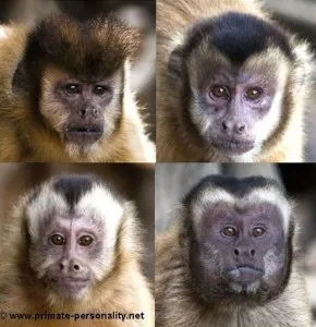 Behavioral Tests and Social Observations in Adult Capuchin Monkeys