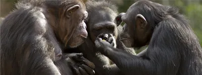 Tool Transfers are a Form of Teaching Among Chimpanzees