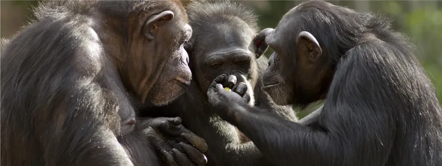 Tool Transfers are a Form of Teaching Among Chimpanzees