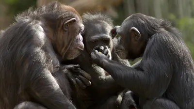 Tool Transfers are a Form of Teaching Among Chimpanzees