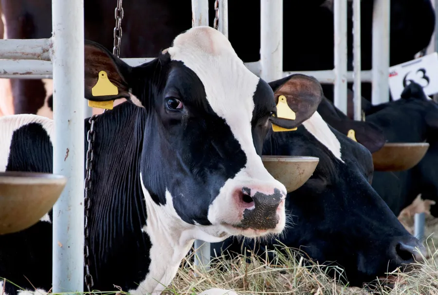 Tierschutz hat viele Facetten