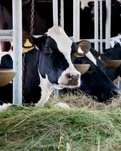 Animal Welfare Has Many Facets