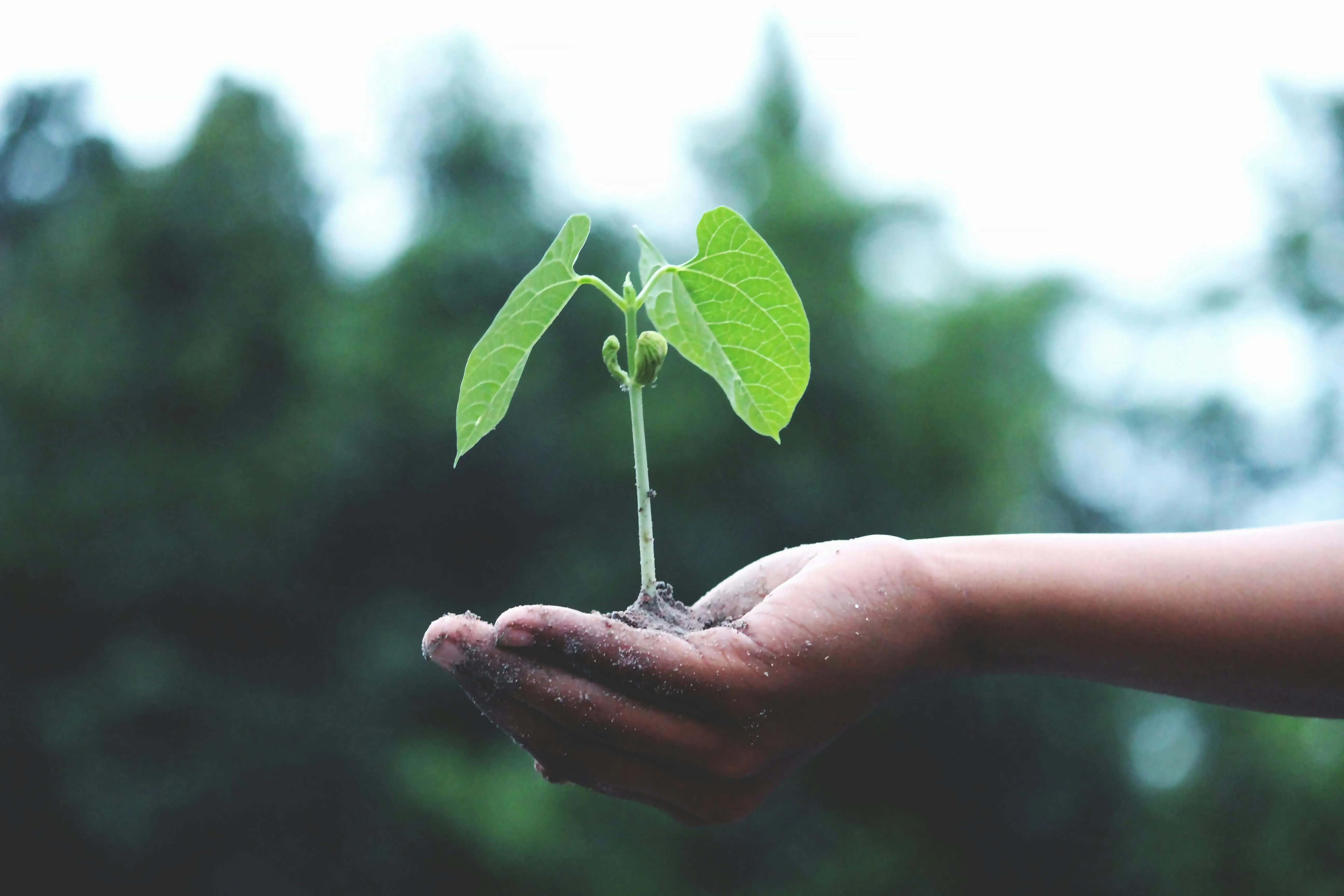 Hand holding a small growing plant