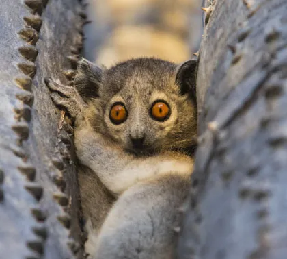 Grey mouse lemur, microcebus murinus