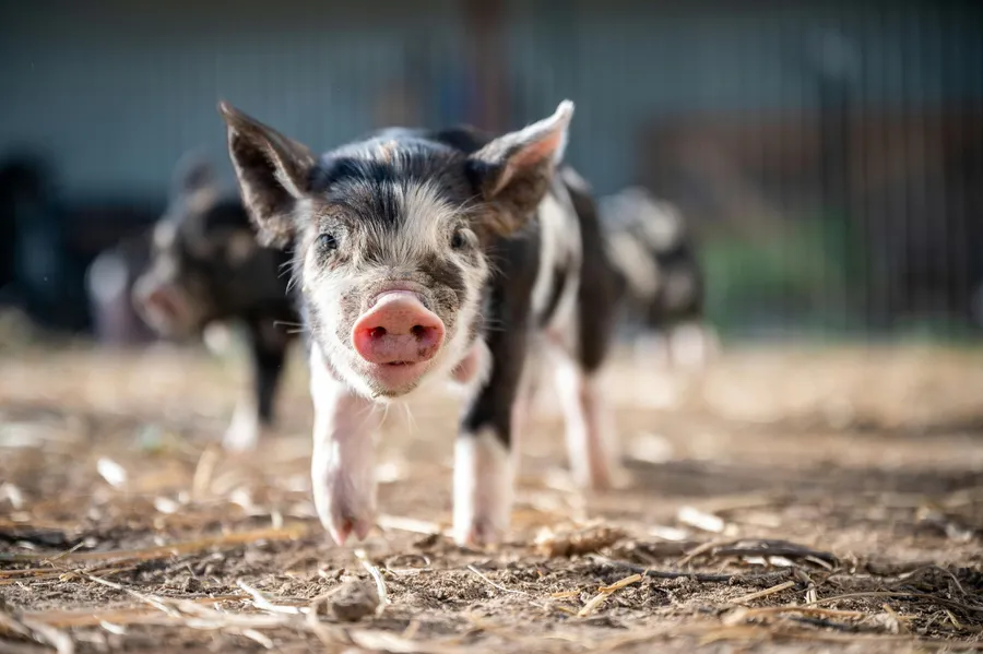 Entdecken Sie, wie Mangold International die Ethologie-Forschung mit Softwarelösungen wie INTERACT unterstützt, die eine effiziente Analyse des Tierverhaltens und des Tierwohls in landwirtschaftlichen Umgebungen ermöglichen.