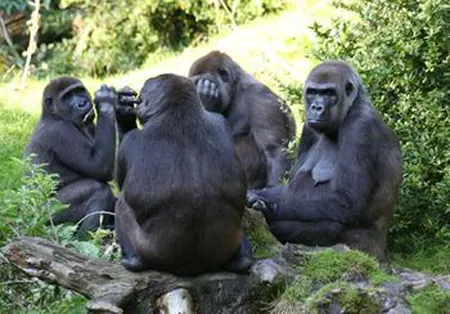 Primates displaying social behavior