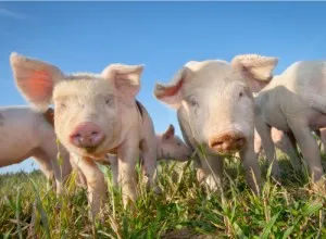 Study on Activities of Pigs