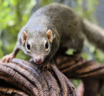 Northern tree shrew, tupaia belangeri